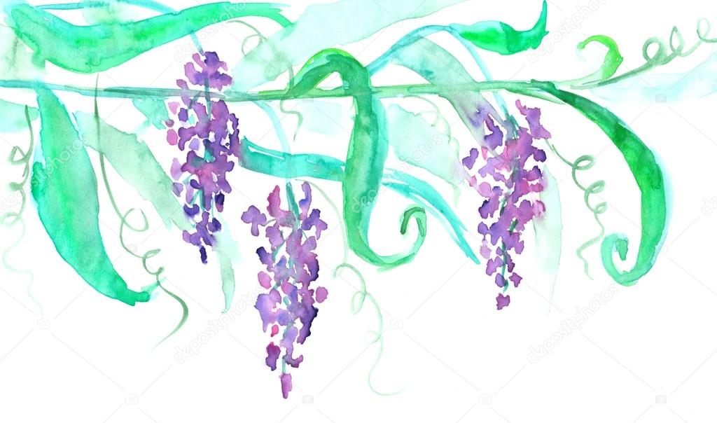 Blooming wisteria branch with leaves. Watercolor
