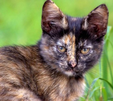 Yavru kedi yin ve yang uyum Belarus