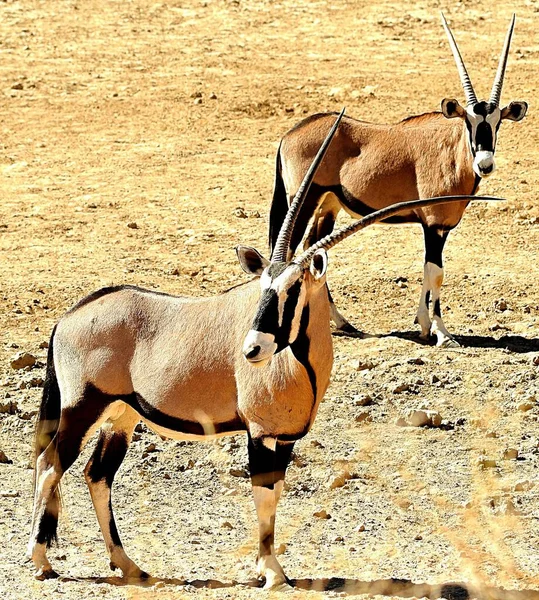 Gemsbok Oryx Foto Kalahari África Sul — Fotografia de Stock