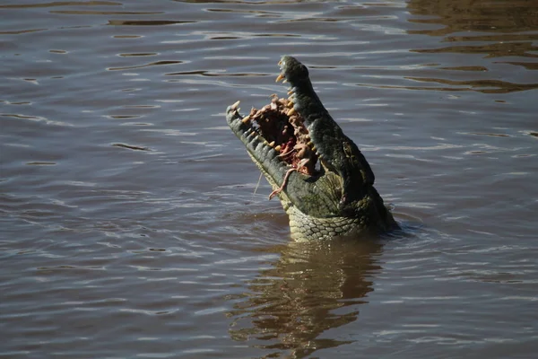 Крокодил Ест Бегемота Крюгер Парк Южная Африка — стоковое фото