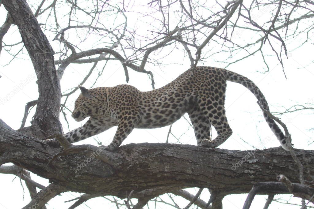 Leopard stretching photo, Kruger park South Africa
