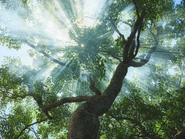 Солнечные лучи льются сквозь деревья в туманном лесу — стоковое фото
