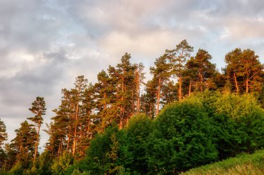 Çam ağaçları, bulutlara karşı günbatımından dolayı yumuşak kırmızıya boyandı. Rusya 'nın Adigea Cumhuriyeti. Yüksek kalite fotoğraf