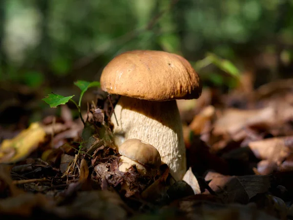 Champignons Blancs Dans Les Bois Sur Fond Feuilles Soleil Éclatant — Photo