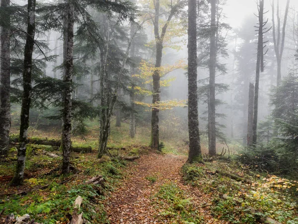 Sonbahar kozalaklı ormanında sabah sisi. Dar bir patika düşmüş yapraklarla kaplı. — Stok fotoğraf