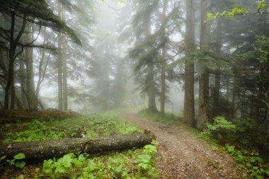 Yaz kozalaklı bir ormanda sabah sisi. Dar bir patika taze yemyeşil bir araziden geçiyor. Yüksek kalite fotoğraf