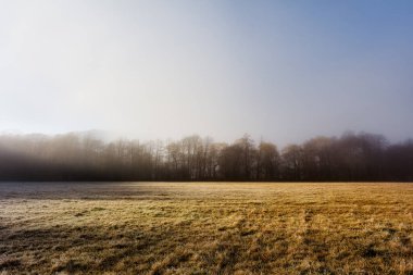 Güzel sonbahar sisli gündoğumu manzarası. Yoğun sisin içinde kuru çimenler ve ağaçlarla kaplı sisli bir sabah. Yüksek kalite fotoğraf