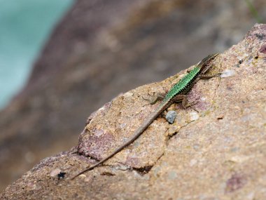 Kertenkele kayanın üzerinde güneşleniyor. Sürüngen saklanır ve kayanın dokusuyla birleşir. Soğuk kanlı bir hayvan güneşin tadını çıkarıyor. Vahşi doğada dinlen. Doğal arkaplan bir kertenkele bul.