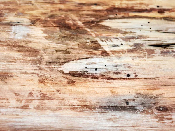 Baumstamm Von Schädlingen Gefressen Nahaufnahme Trockenes Holz Mit Löchern Die — Stockfoto