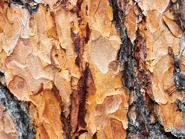 Fundo Com Textura Bonita Tronco Árvore Conífera Com Uma Superfície — Fotografia de Stock