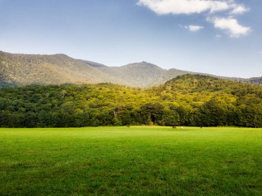 Dağ vadisinde çayırdaki atlar. Yağmurdan sonra yaz mevsiminde dağların manzarası. Adigea, Kafkas Doğa Rezervi