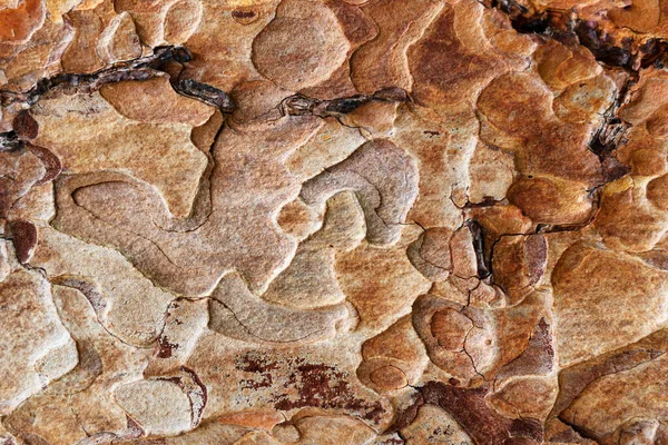 Hintergrund Mit Schöner Struktur Eines Nadelstammes Mit Einer Ausgeprägten Strukturierten — Stockfoto