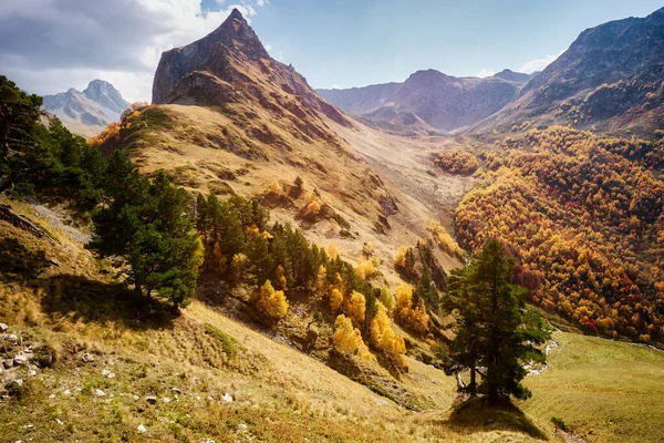 Осенний Пейзаж Горами Закате Сосны Березы Золотых Горных Холмах Освещаются — стоковое фото