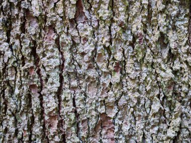 Ağaç kabuğu dokusu yakın plan. Yaşlı bir ağacın pürüzlü derisi. Doğal ahşap arka plan. Yüksek kalite fotoğraf