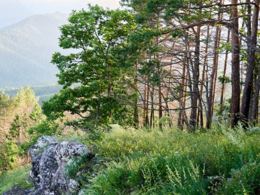 Kafkas dağlarındaki ağaçların arasından gün doğumu, yaz sabahı orman manzaralı. Yüksek kalite fotoğraf