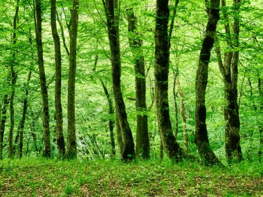 Gün batımında karışık orman. Kafkaslar. - Rusya. Yüksek kalite fotoğraf