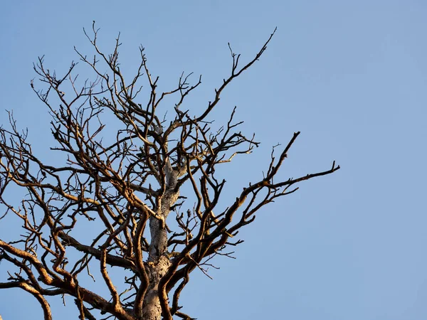 Старое Совершенно Сухое Дерево Растущее Фоне Голубого Неба Высокое Качество — стоковое фото