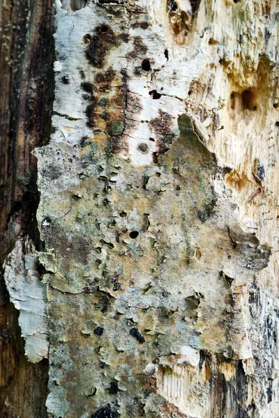 Baumstamm Von Schädlingen Gefressen Nahaufnahme Trockenes Holz Mit Löchern Die — Stockfoto