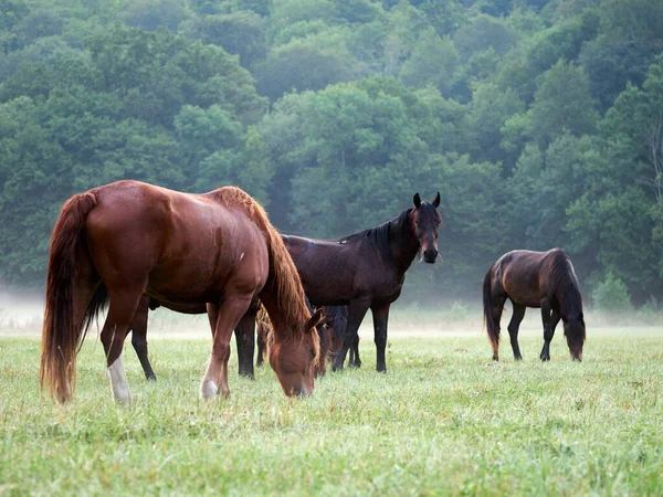 Коні Пасуться Зеленим Пасовищем Високоякісна Фотографія — стокове фото