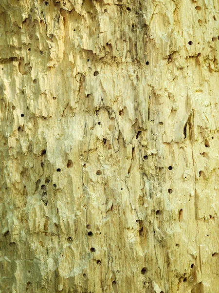 Tronco Árvore Comido Por Pragas Perto Textura Madeira Seca Com — Fotografia de Stock