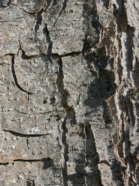 Textur Der Baumrinde Aus Nächster Nähe Die Raue Haut Eines — Stockfoto