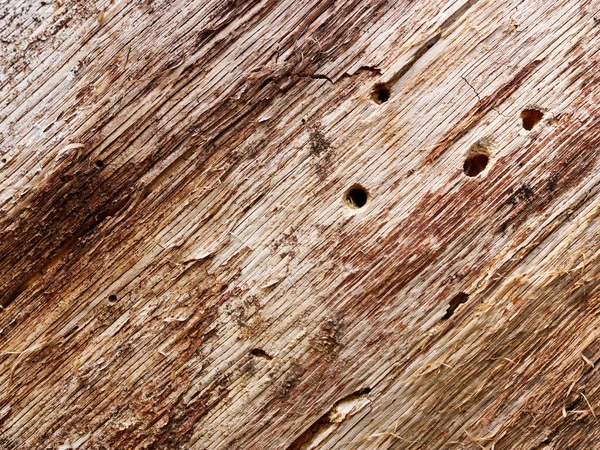Baumstamm Von Schädlingen Gefressen Nahaufnahme Trockenes Holz Mit Löchern Die — Stockfoto