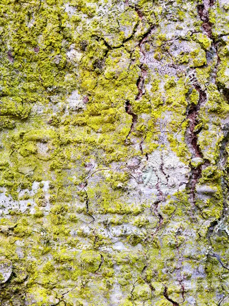 Textur Der Baumrinde Aus Nächster Nähe Die Raue Haut Eines — Stockfoto