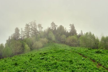 Sisli orman manzarası. Ön planda yeşil bir çayır ve arka planda da sis kozalakları. Dağ küçük Thach, Adygea. Kafkas Dağları, Rusya