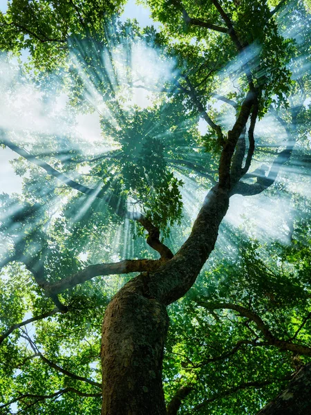 Солнечные Лучи Льются Сквозь Деревья Туманном Лесу Высокое Качество Фото — стоковое фото