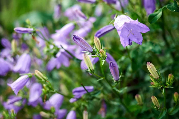 Campanula Aucheri Колокольчик Найденный Альпийских Высотах Северного Высокогорья Кавказа Высокое — стоковое фото