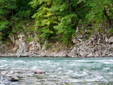 Dağ nehri yeşil ormandan akıyor. Adigea. Yüksek kalite fotoğraf