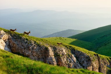 Batı Kafkas Kuşu (Capra Kafkasya) üç sevimli dağ keçisi ile güzel dağ manzarası. Doğal Park Bolşoy Thach, Adygea