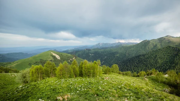 Krajobraz Zielonymi Łąkami Kwitnącymi Lasem Iglastym Szczytami Gór Zachmurzone Niebo — Zdjęcie stockowe
