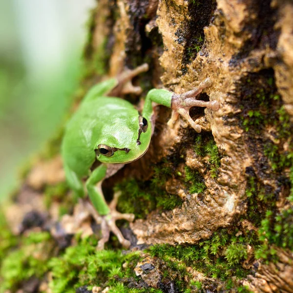 Green frog sitting on a tree. Common tree frog or arborea (Hyla arborea). High quality photo