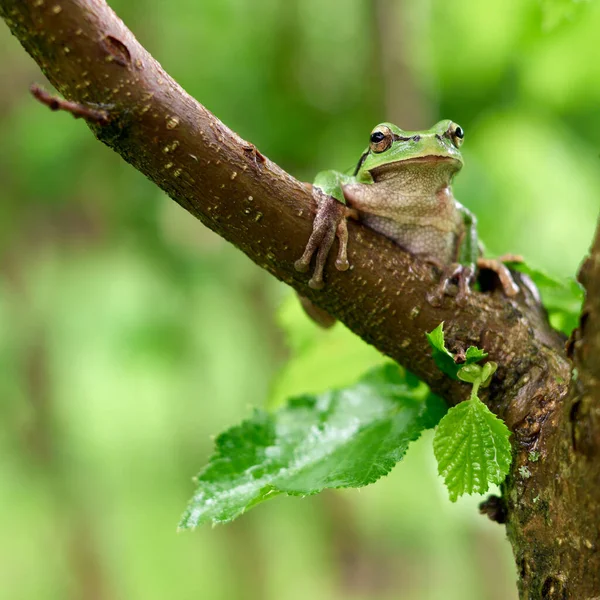 Green frog sitting on a tree. Common tree frog or arborea (Hyla arborea). High quality photo