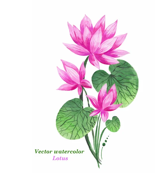 Original konst, akvarell målning av rosa lotus och nenuphar — Stock vektor