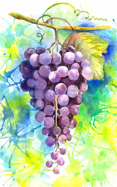 果物のブドウの水彩ベクトル イラスト — ストックベクタ
