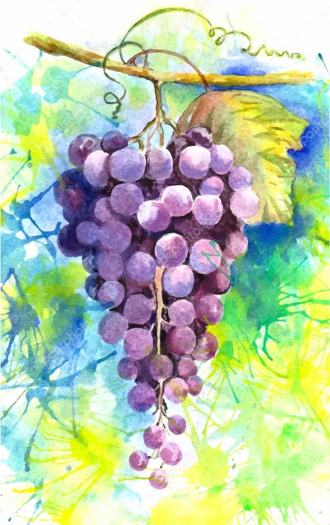 Watercolor vector illustration of fruit grapes