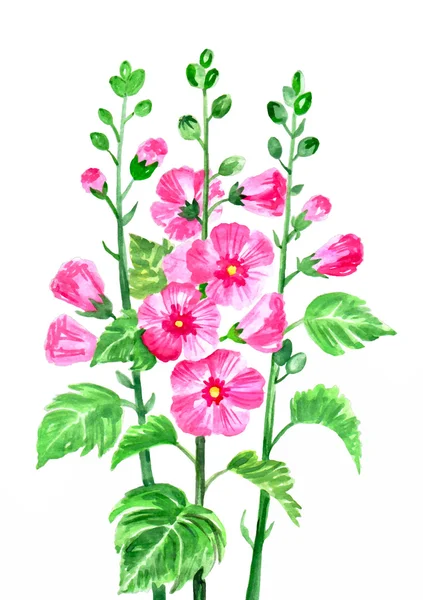 Στοιχείο floral σχέδιο με μολόχα — Διανυσματικό Αρχείο
