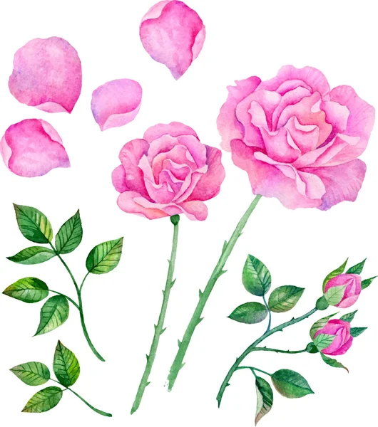 Rose acquerellate, foglie. Set di elementi floreali vettoriali per creare composizioni . — Vettoriale Stock