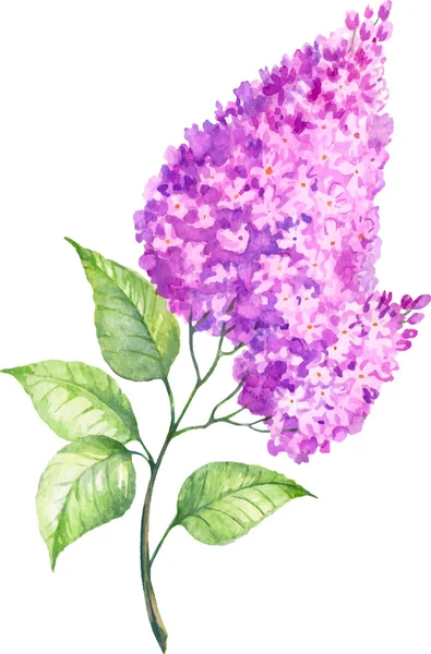 Vecteur aquarelle floraison lilas sur un fond blanc — Image vectorielle