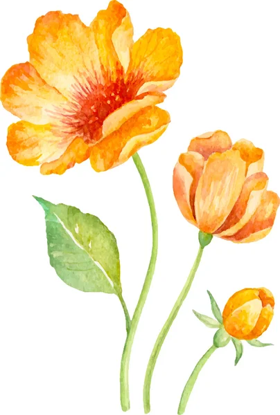 Vector floral collectie van gele bloemen. Aquarel. — Stockvector