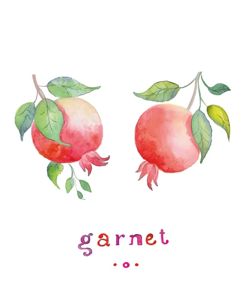 Garnet mão aquarela desenhada, sobre um fundo branco. Ilustração vetorial . — Vetor de Stock