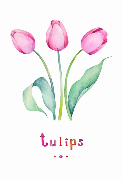 Vector Watercolor Primavera Tulipas — Vetor de Stock