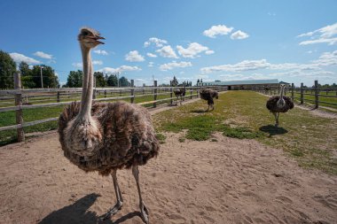 Devekuşu çiftliğinde devekuşu var.