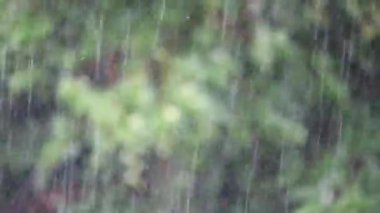 Yağmur ve ağaç ile video.