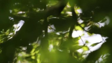 bokeh arka yaprakları ile.