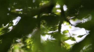 bokeh arka yaprakları ile.