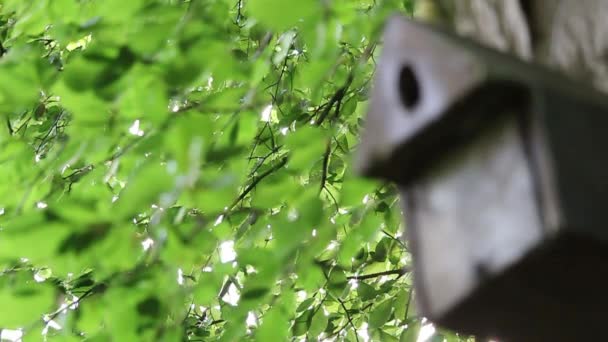 Nesting box and leaves. — Stock Video