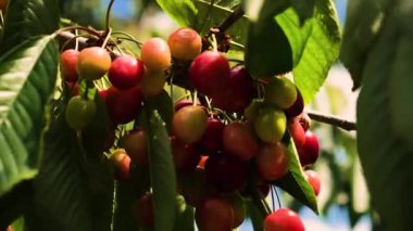 Olgunlaşmamış kiraz meyveleri ağaçta yaz güneşinde rüzgarda sallanıyor